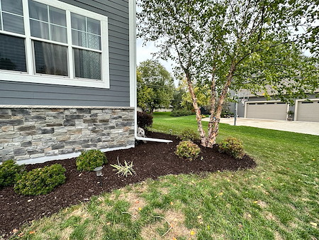 What is the best time to plant shrubs?
