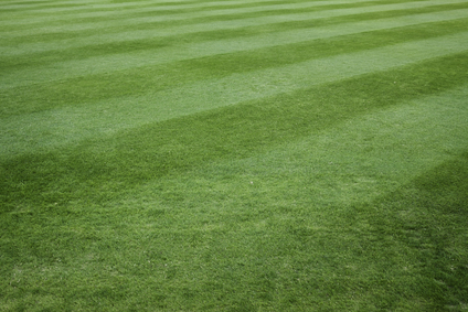 What type of grass grows best in my climate?